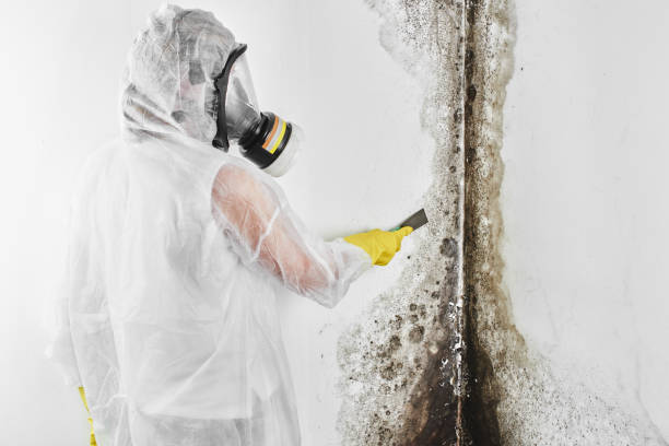 Best Local Mold Removal Service  in Harrison, MI