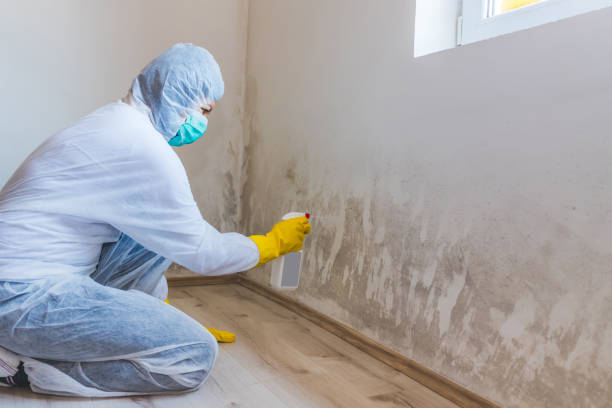 Best Mold Inspection  in Harrison, MI