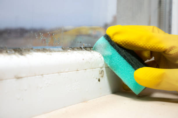 Best Home Mold Removal  in Harrison, MI