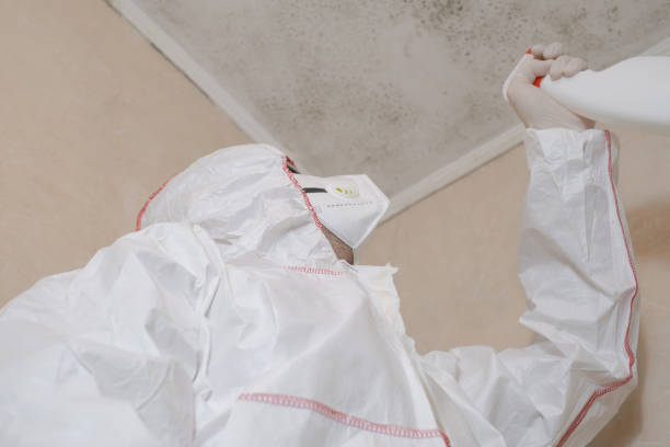 Best Mold Damage Repair  in Harrison, MI