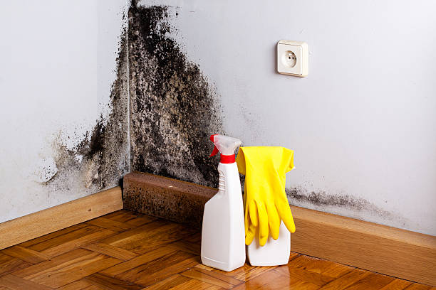 Best Affordable Mold Removal  in Harrison, MI