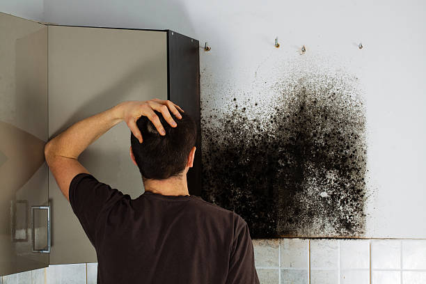 Certified Mold Removal in Harrison, MI