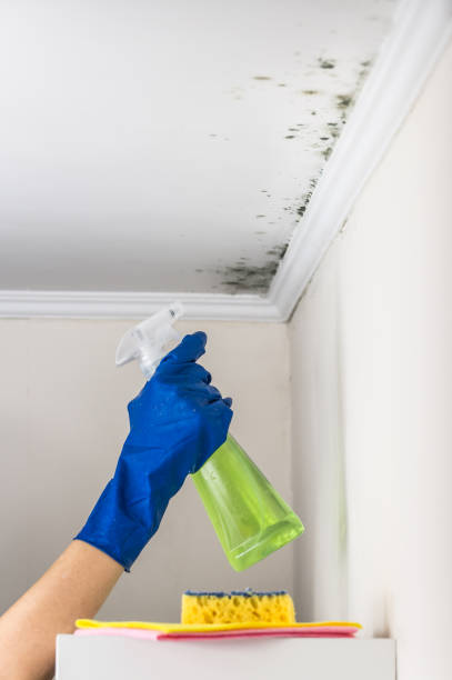 Best Toxic Mold Removal  in Harrison, MI